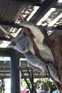 树上休憩的考拉