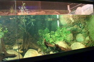 精致水草鱼缸景观