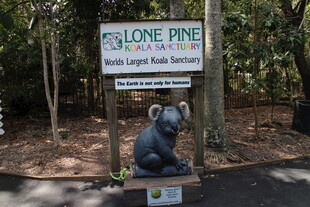 孤松考拉保护区标识