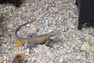 碎石地上的蜥蜴