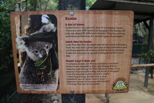 森林动物介绍展示牌