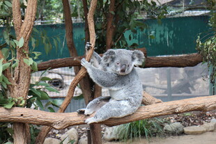 考拉悠闲坐枝头