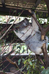 树上休憩的考拉