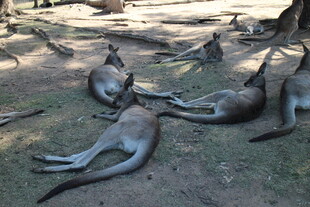 悠闲躺卧的几只袋鼠