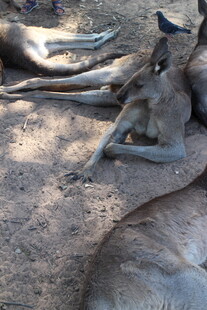 袋鼠悠闲躺地休憩