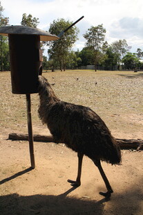 鸸鹋靠近喂食器