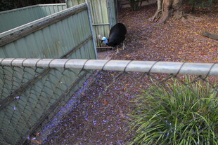 围栏内的动物与绿植景观