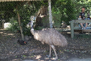 动物园中站立的鸵鸟