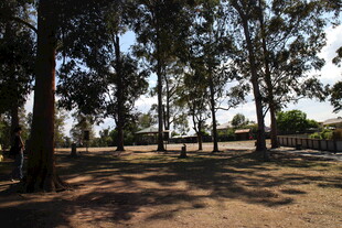 林间光影斑驳的静谧场景