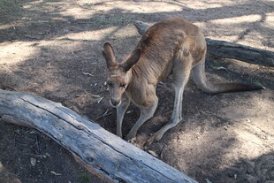 野外觅食的袋鼠