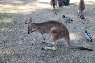 草地上的袋鼠与飞鸟