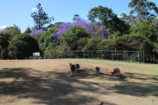 公园草地的悠闲宠物时光