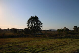 田野孤树 静谧黄昏景致