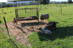 田园牧场景象中的悠闲羊群