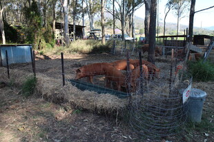 围栏内休憩的牛群