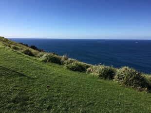 海岸边的翠绿草地与碧海