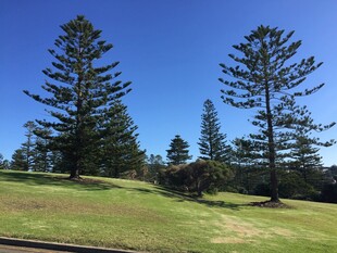 蓝天绿地间的挺拔松树