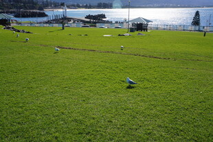 湖畔绿草地与休闲人群