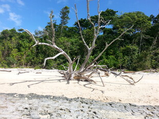 沙滩上的枯树与茂密丛林