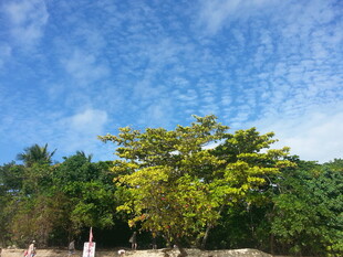 蓝天绿树间的清新景致