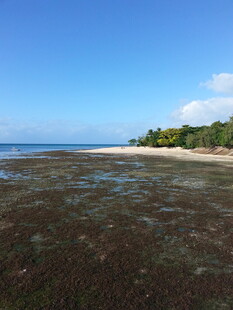 美丽海滨风光 浅滩与绿树