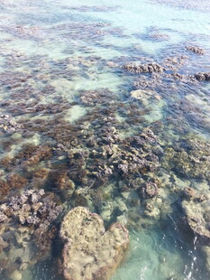 清澈海下的多彩珊瑚礁