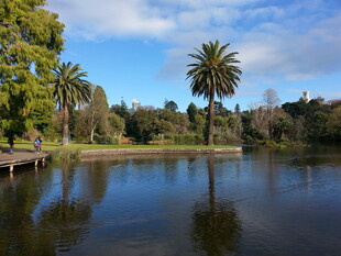 湖畔棕榈树风景