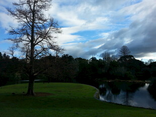 湖畔草地孤树风景图
