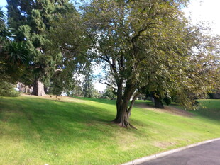 路边绿树成荫的清新景致