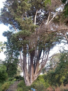 高大繁茂的奇特树木景观