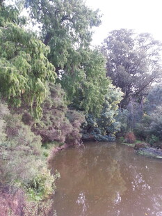 林间静谧小河景观