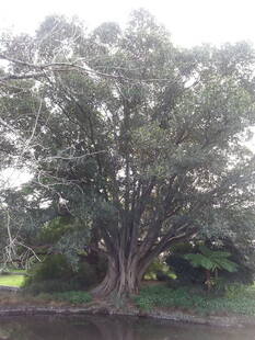 古老大树展现蓬勃生命力