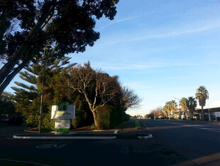 宁静街道旁的葱郁树木