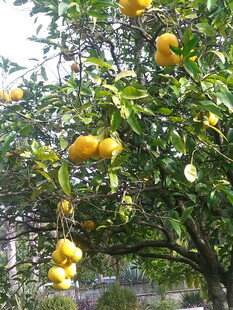 树上挂满金黄饱满的柠檬