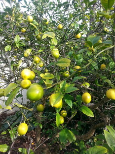 挂满果实的繁茂柠檬树