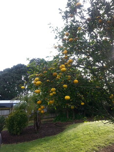 阳光下的繁茂黄花绿植