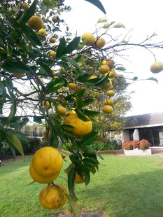 树上挂满金黄饱满的柠檬