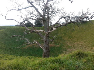 孤树挺立在葱郁草地间