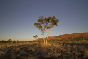 旷野孤树 日暮壮丽风光