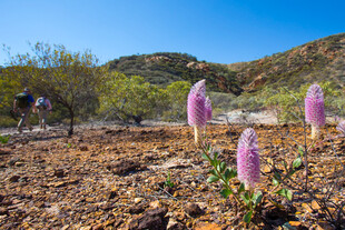 野外绽放的紫色奇异花朵