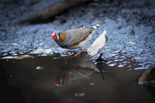 灰头鹧鸪在水边饮水