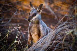 野外站立的袋鼠