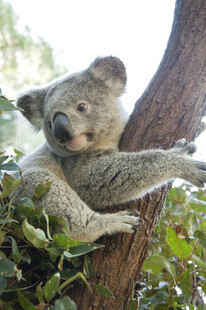 考拉惬意抱树休憩