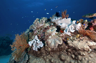 海底珊瑚礁上的多彩生物