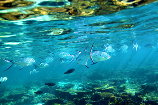 清澈海水中游动的小鱼