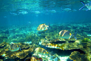 海底斑斓鱼群与珊瑚景观