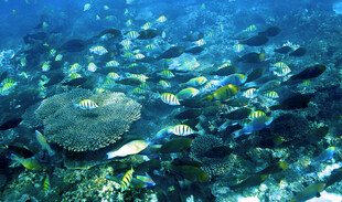 海底多彩珊瑚与游动鱼群
