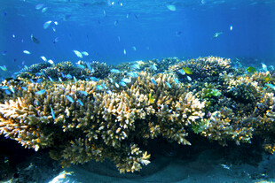 海底多彩珊瑚礁景观