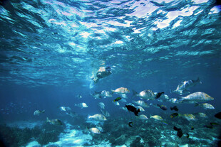 海底鱼群畅游美景