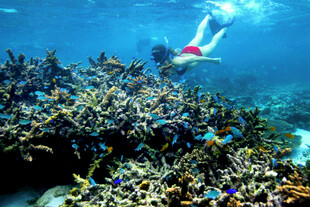 海底潜水探索多彩珊瑚